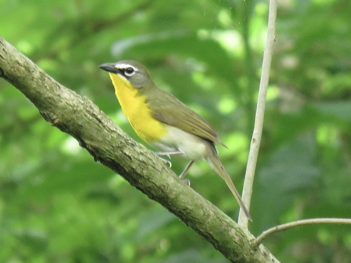 Yellow-breasted Chat (virens) - ML614315117