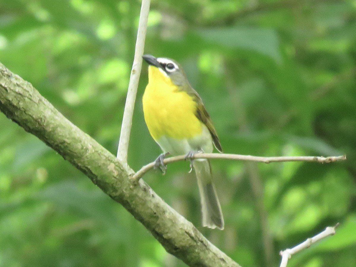 Yellow-breasted Chat (virens) - ML614315118