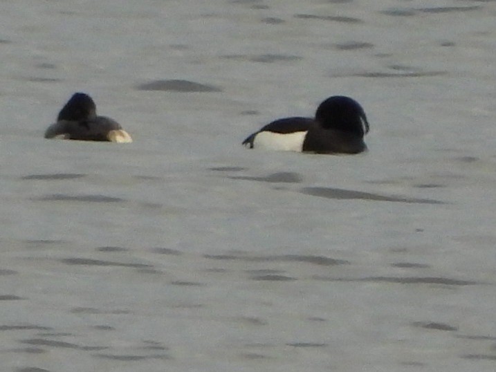 Tufted Duck - ML614315217