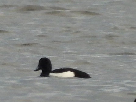 Tufted Duck - ML614315219