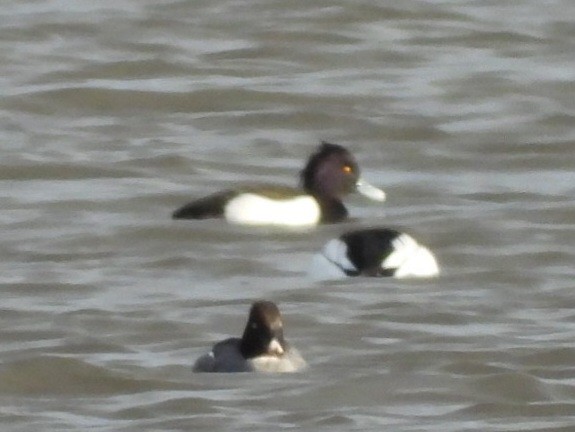 Tufted Duck - ML614315223