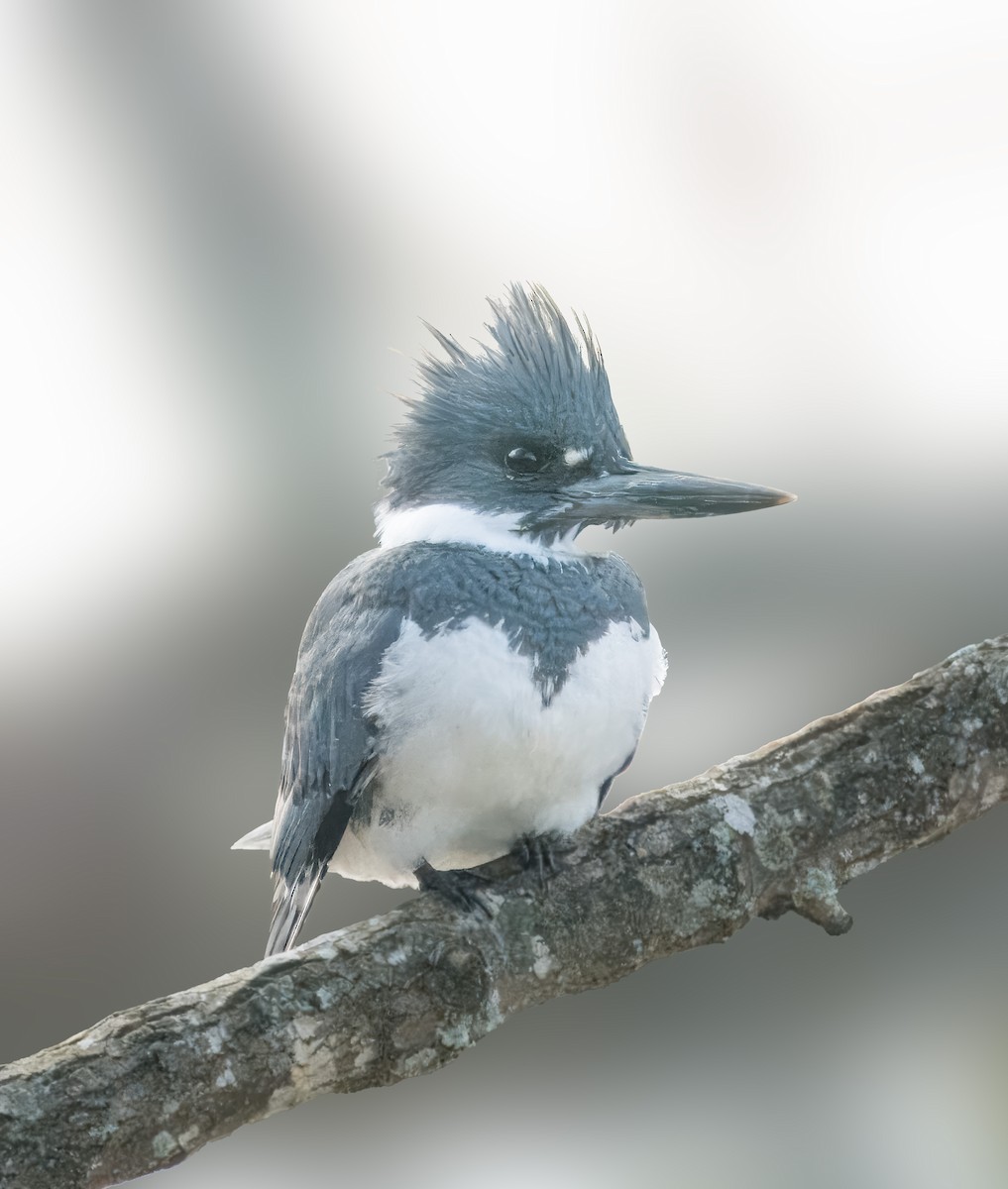 Belted Kingfisher - ML614315280