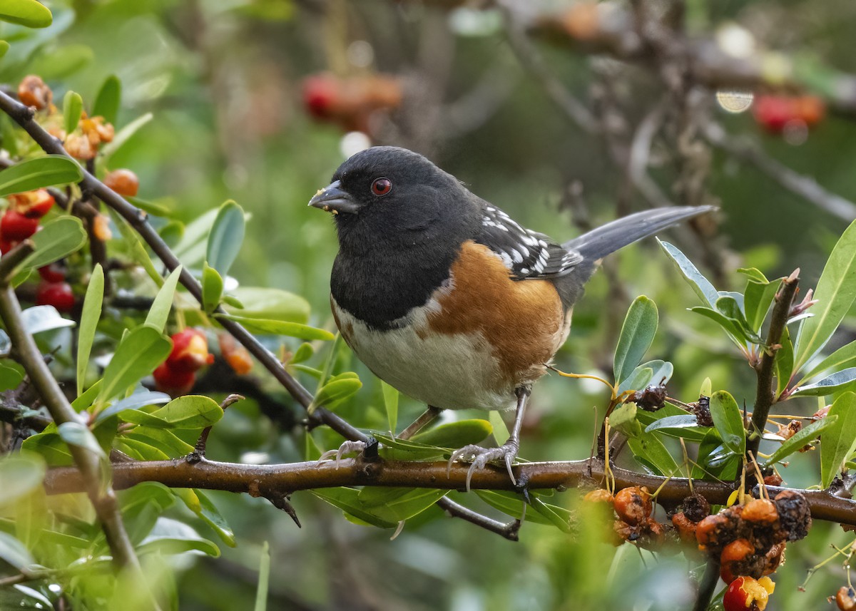 Spotted Towhee - ML614315315