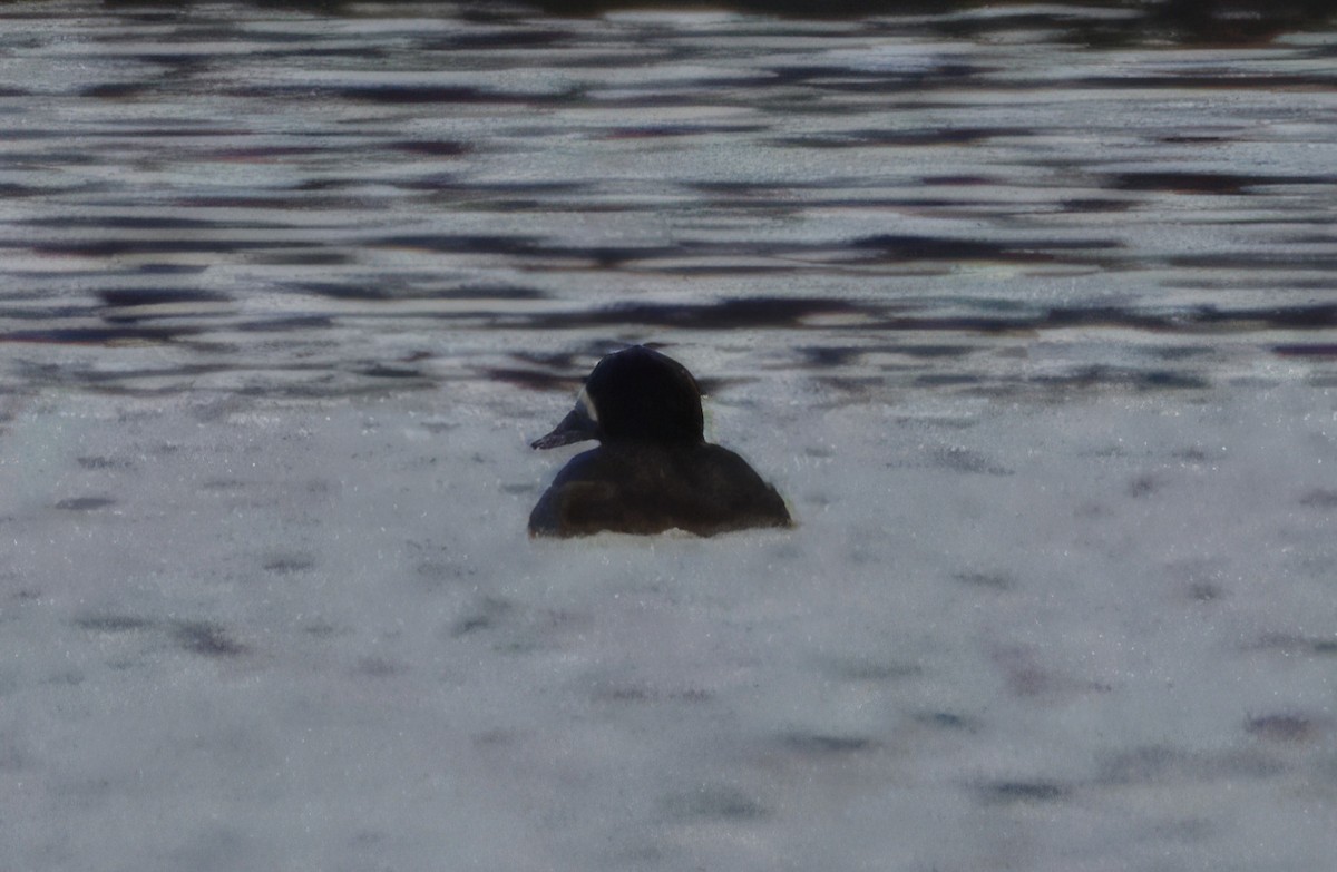 Greater Scaup - ML614315402