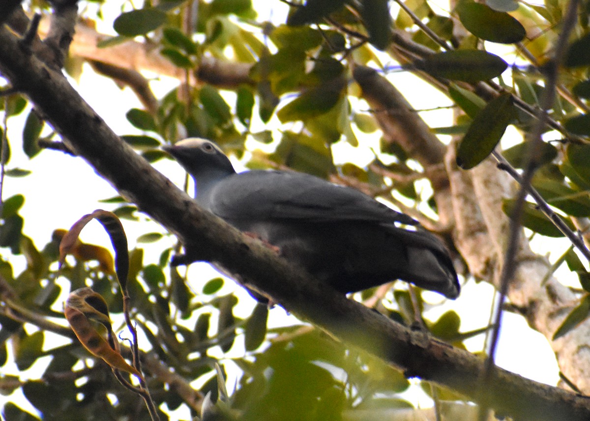 White-crowned Pigeon - ML614315493