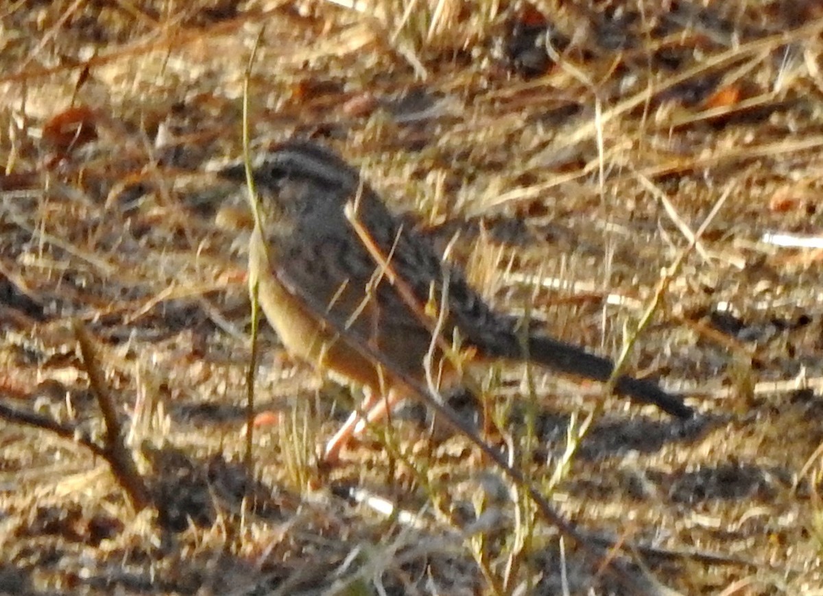 Oaxaca Sparrow - ML614315681