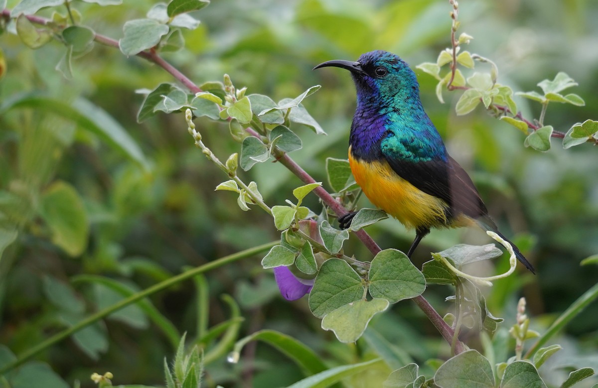 Variable Sunbird - Kevin Gong