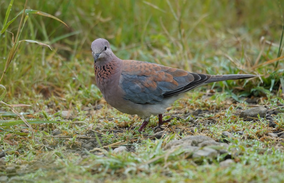 Laughing Dove - ML614316013