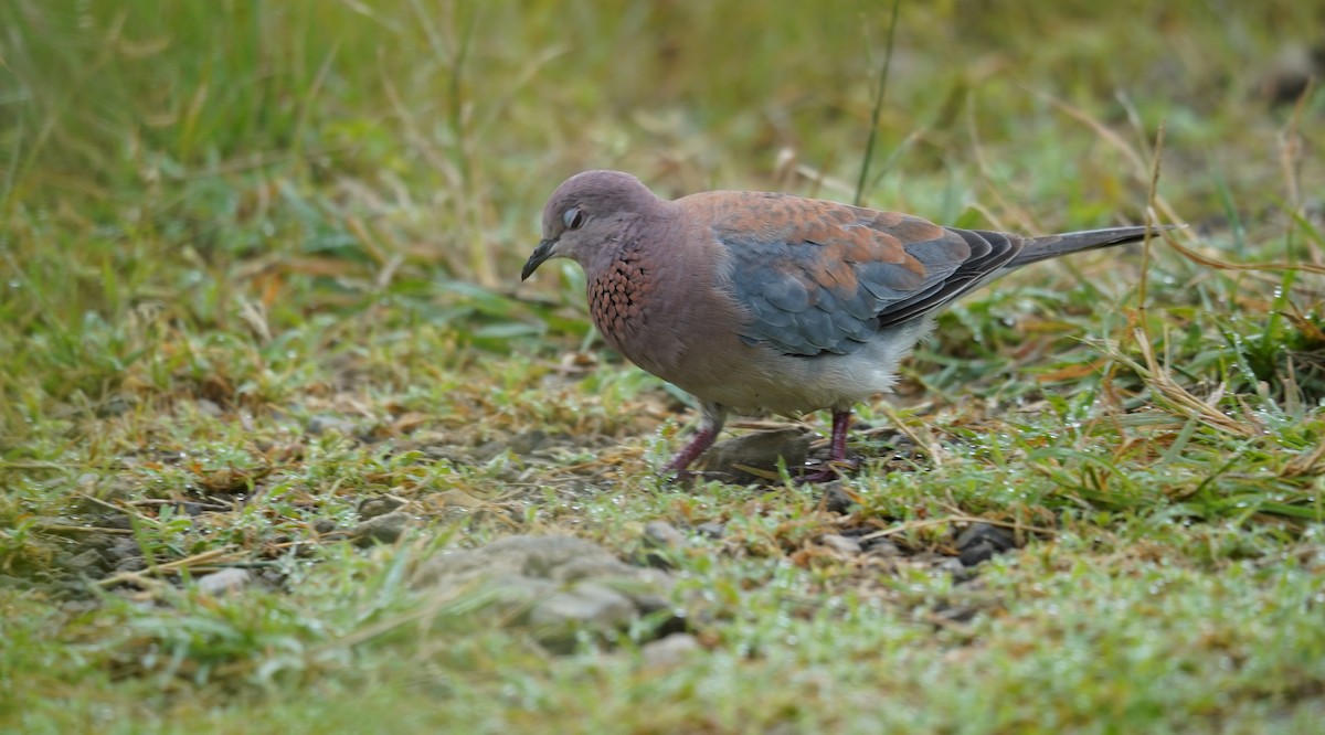Laughing Dove - ML614316014