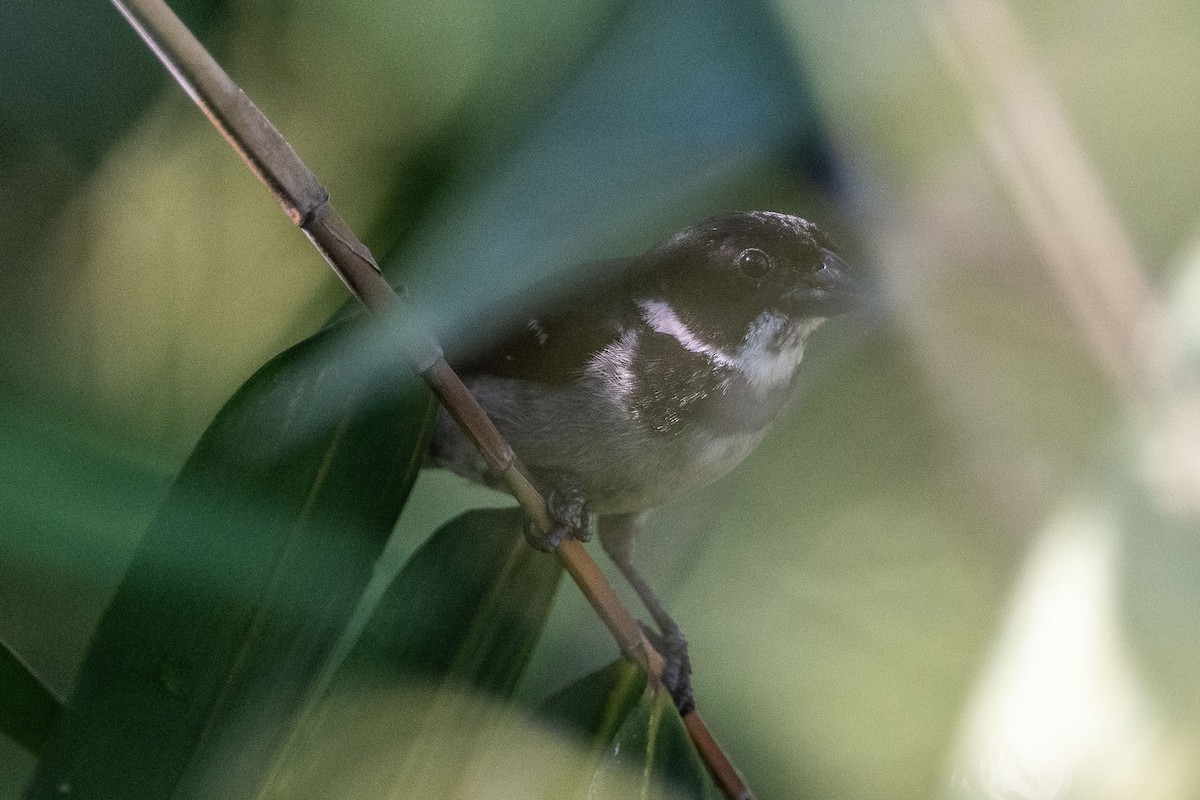 Wing-barred Seedeater (Caqueta) - ML614316067