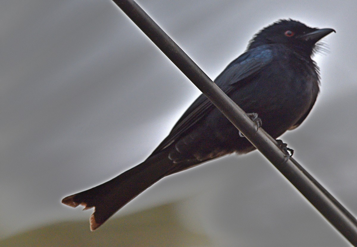 Fork-tailed Drongo (Glossy-backed) - ML614316478