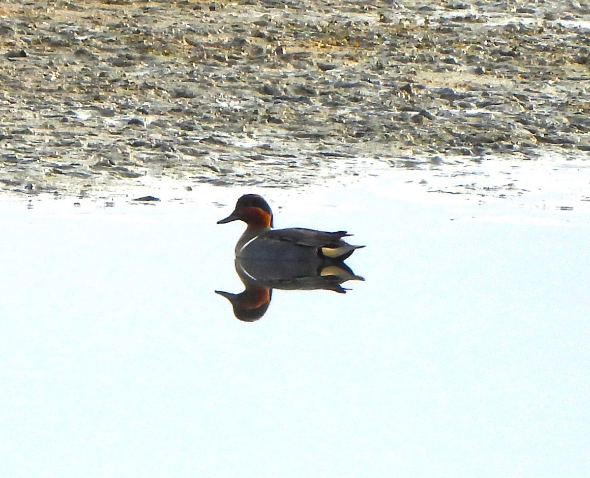 Green-winged Teal - ML614316665