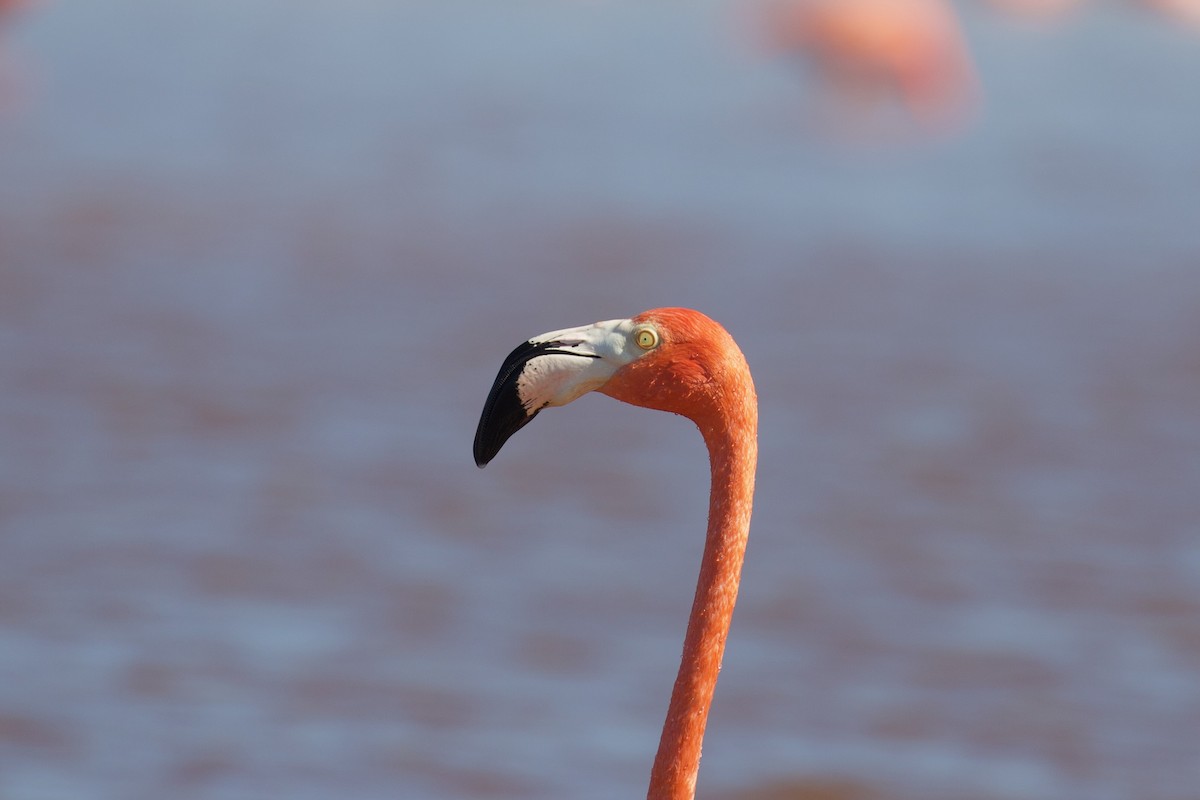 American Flamingo - ML614316803