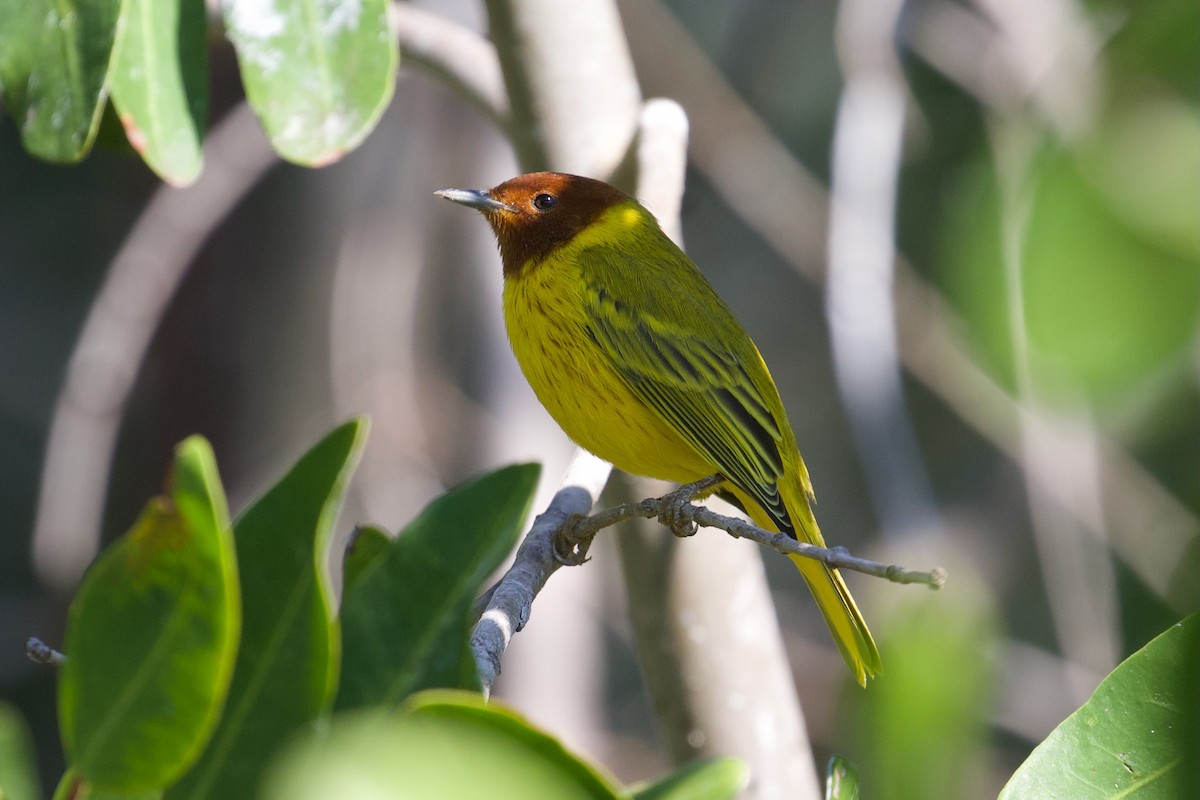 Yellow Warbler (Mangrove) - Zachary Tonzetich