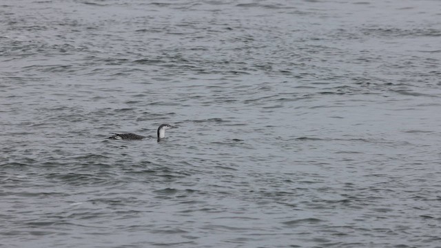 Red-throated Loon - ML614317197