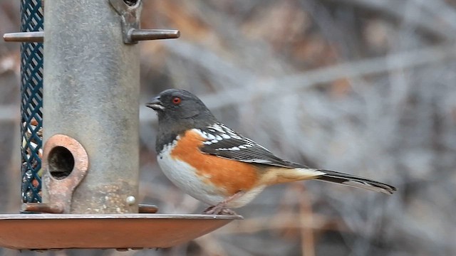 Spotted Towhee - ML614317340