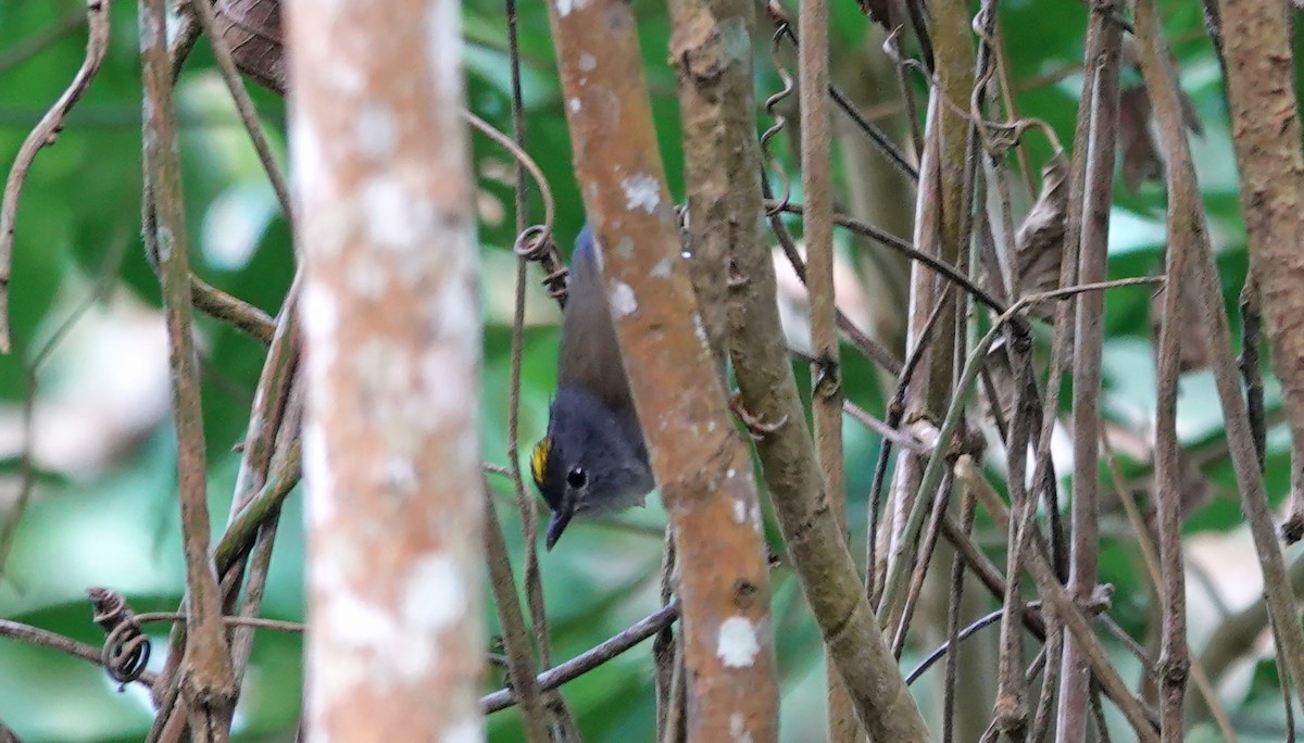 Gray-throated Warbler - ML614317862