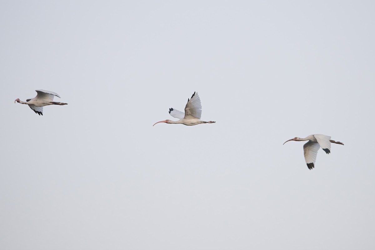ibis bílý - ML614317978