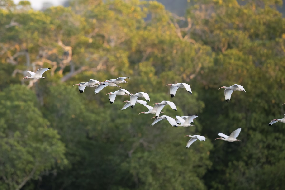 White Ibis - Arthur Quinlan