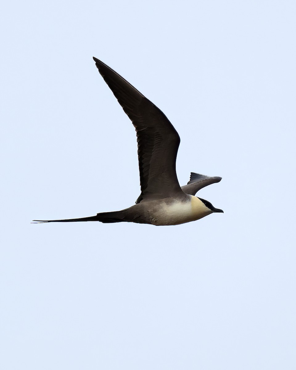 Long-tailed Jaeger - ML614318016