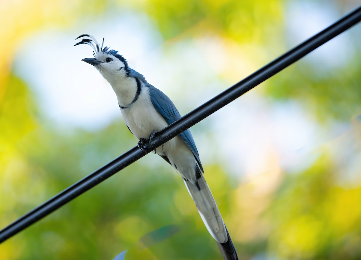 White-throated Magpie-Jay - ML614318209