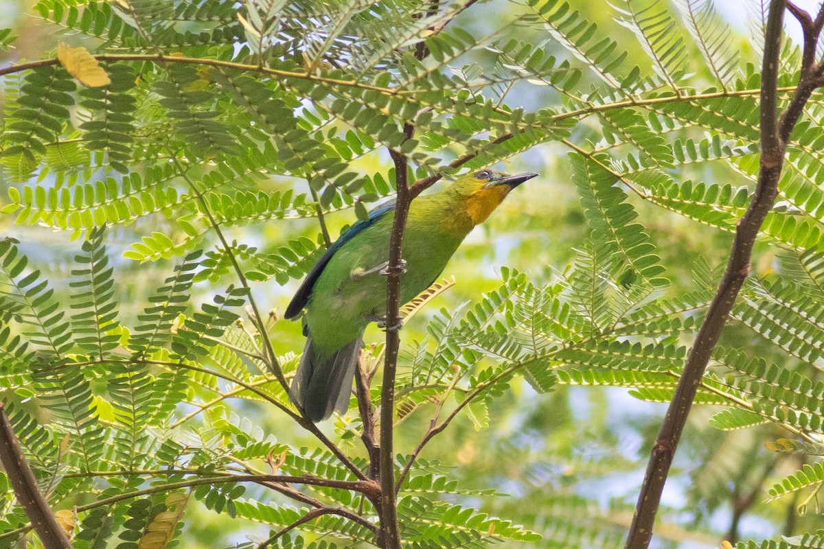 Yellow-throated Leafbird - ML614318358