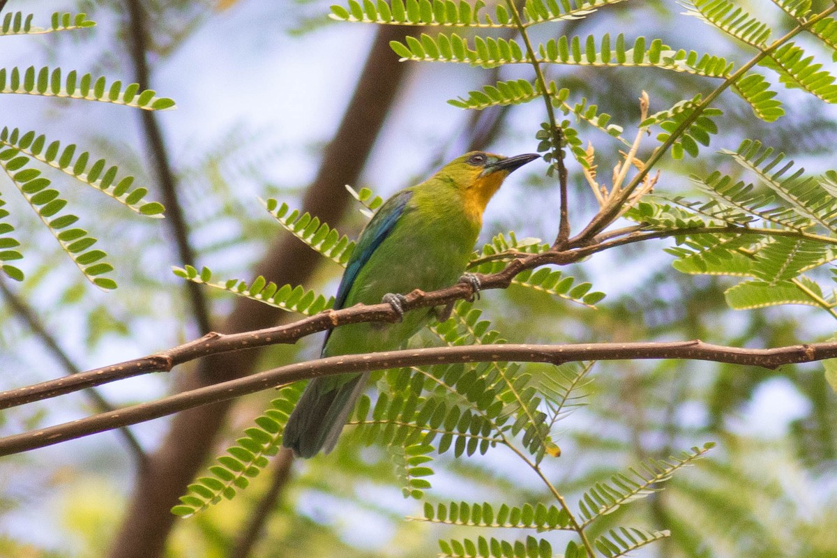 Yellow-throated Leafbird - Andrew Marden