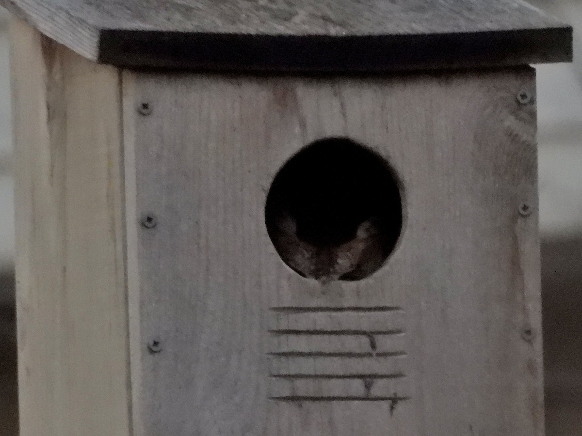 Eastern Screech-Owl - Bill Nolting