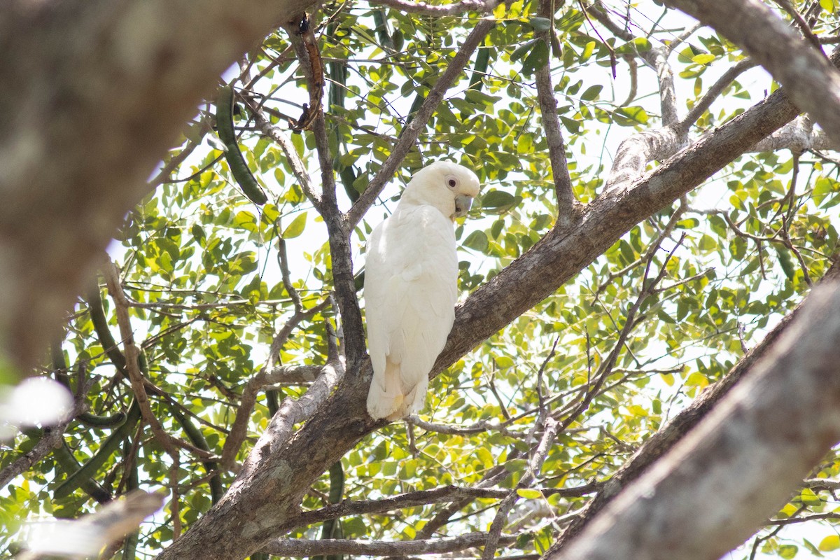 Philippine Cockatoo - Andrew Marden
