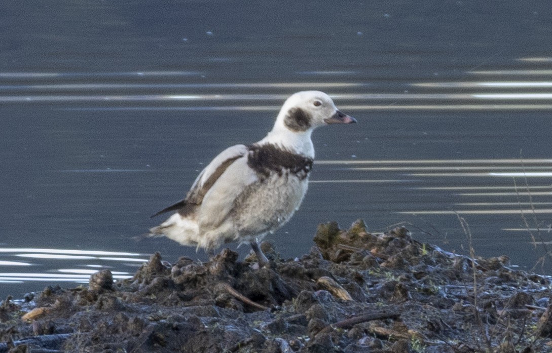 Long-tailed Duck - ML614318624