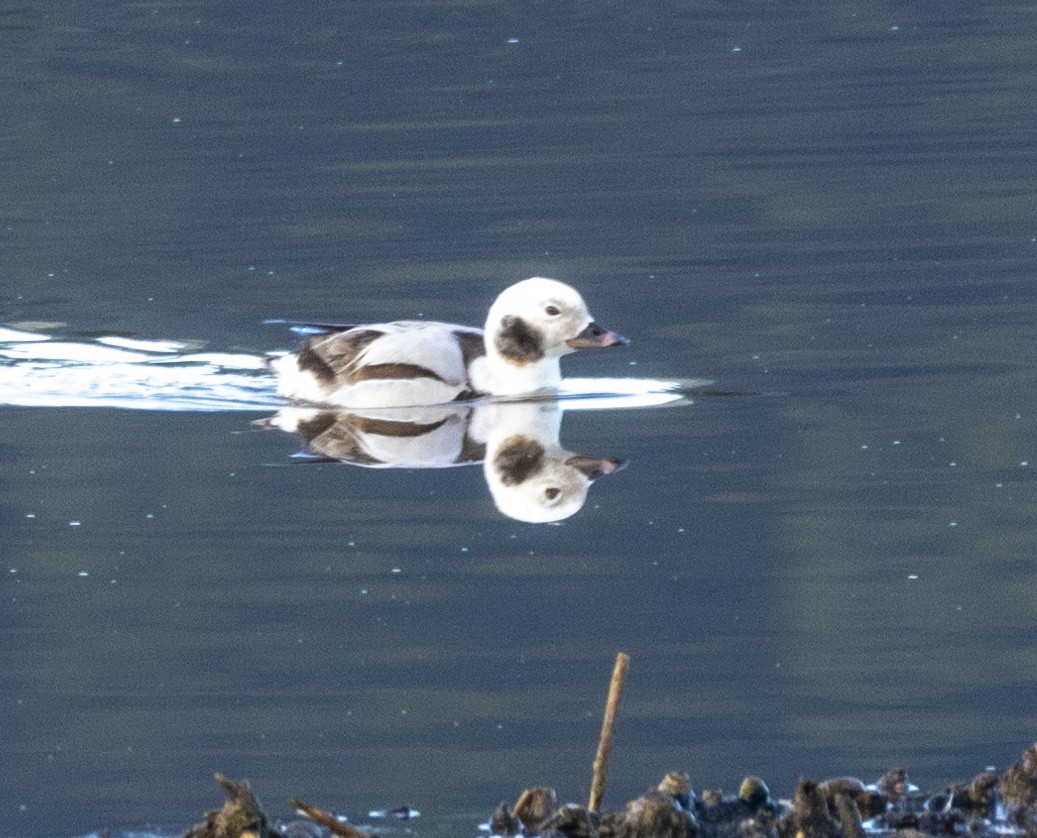 Long-tailed Duck - ML614318718