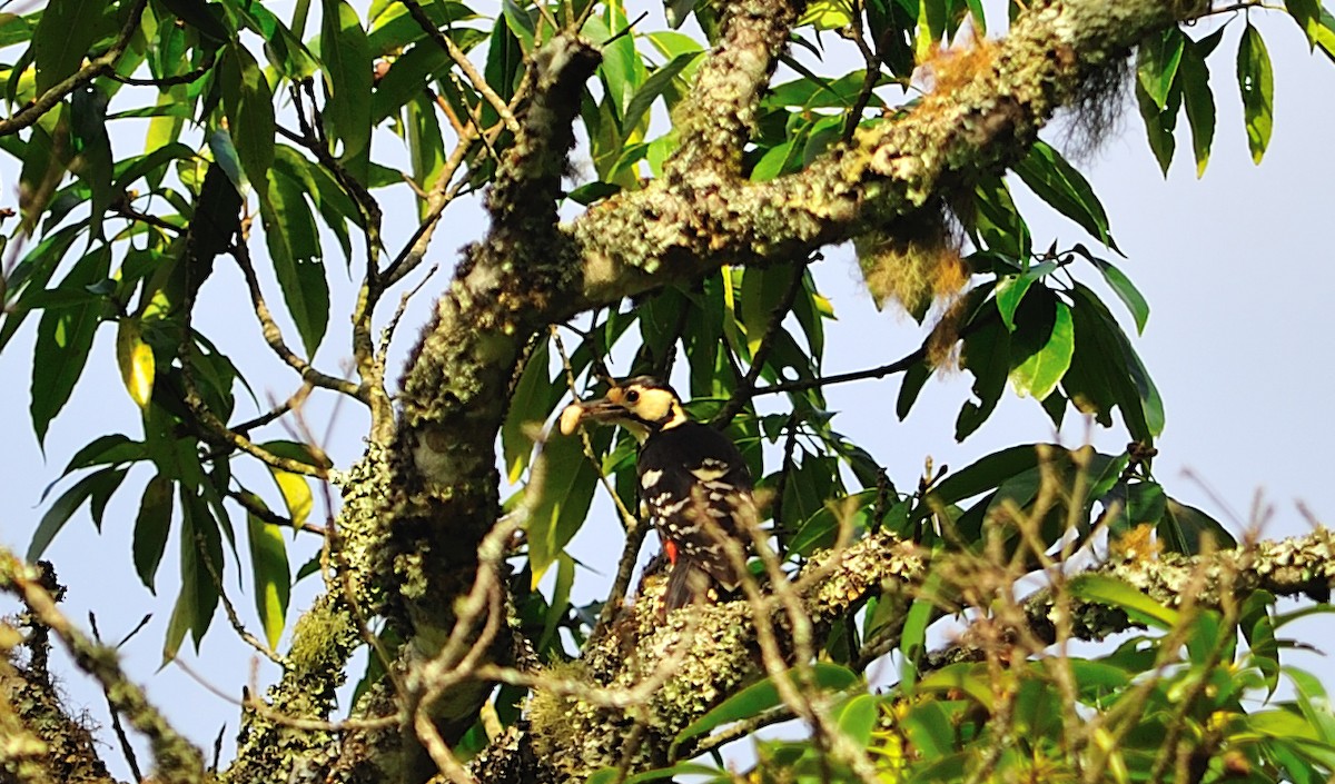 White-backed Woodpecker - ML61431881