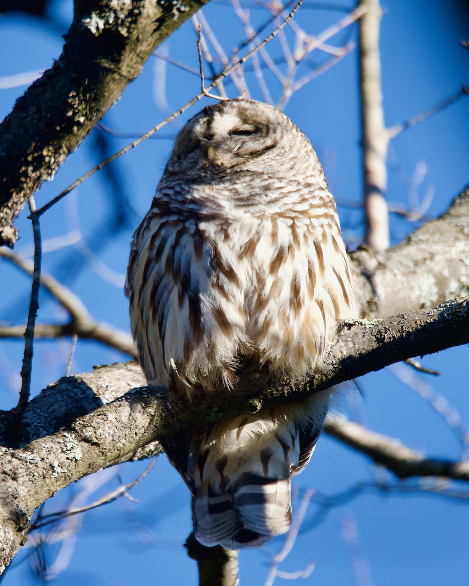 Barred Owl - ML614318908