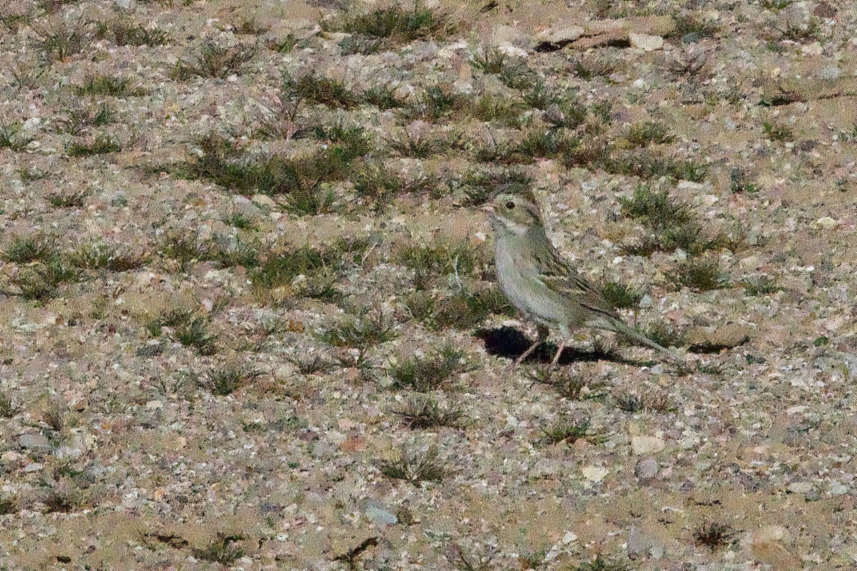 eBird Checklist - 28 Jan 2024 - Lytle Ranch Preserve - 10 species