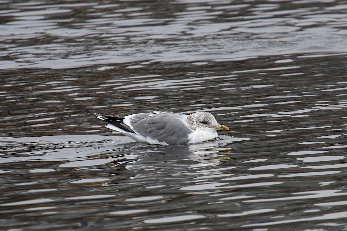 Common Gull (Kamchatka) - ML614319257