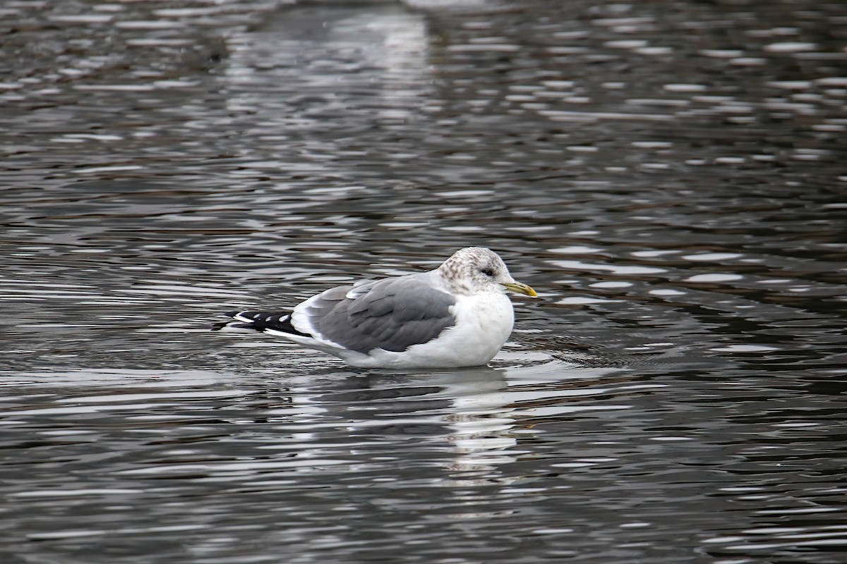 Common Gull (Kamchatka) - ML614319260