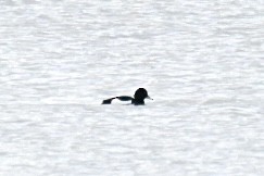 Tufted Duck - ML614319481