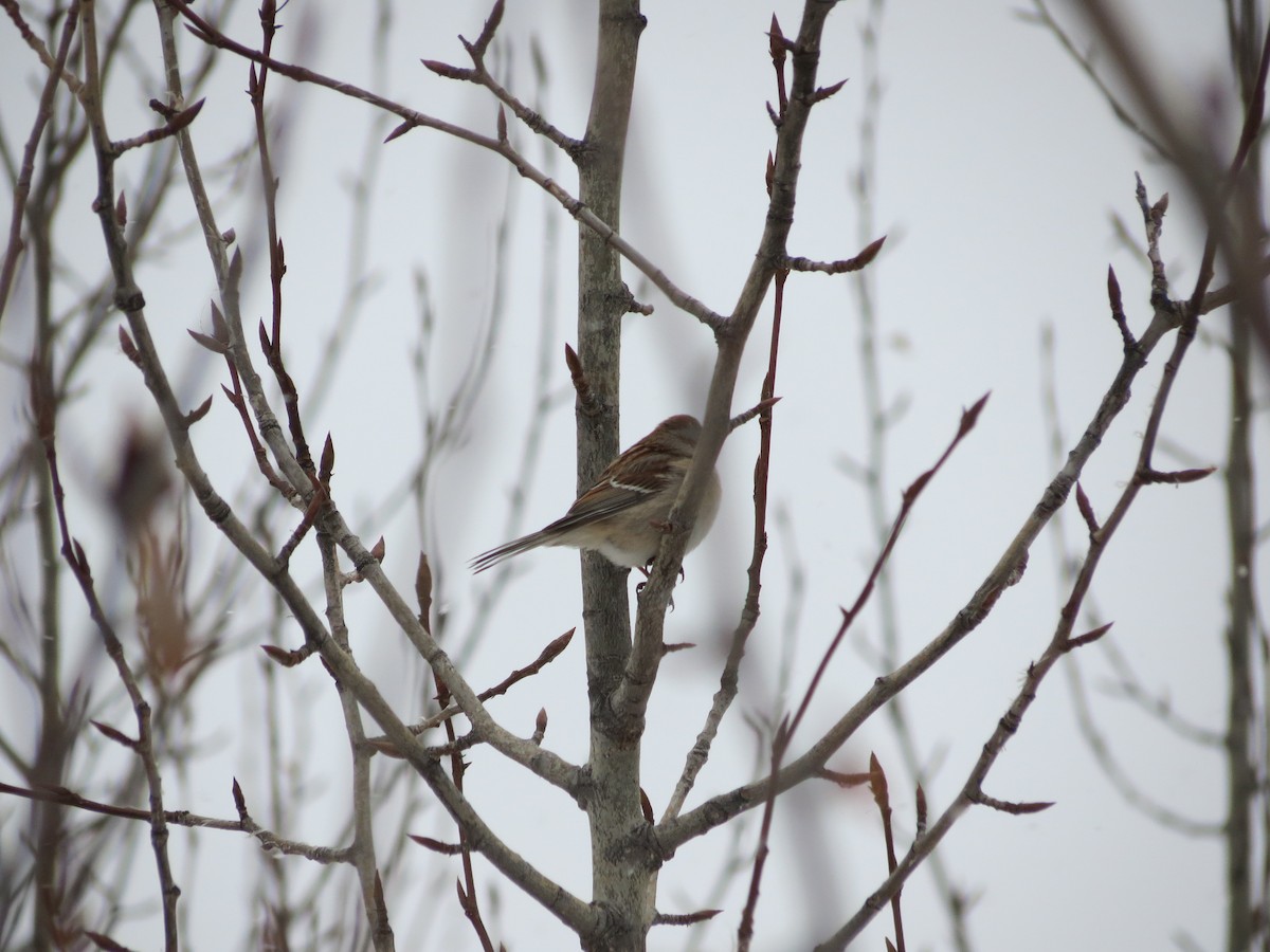 American Tree Sparrow - ML614319723
