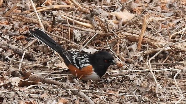 Spotted Towhee - ML614319839