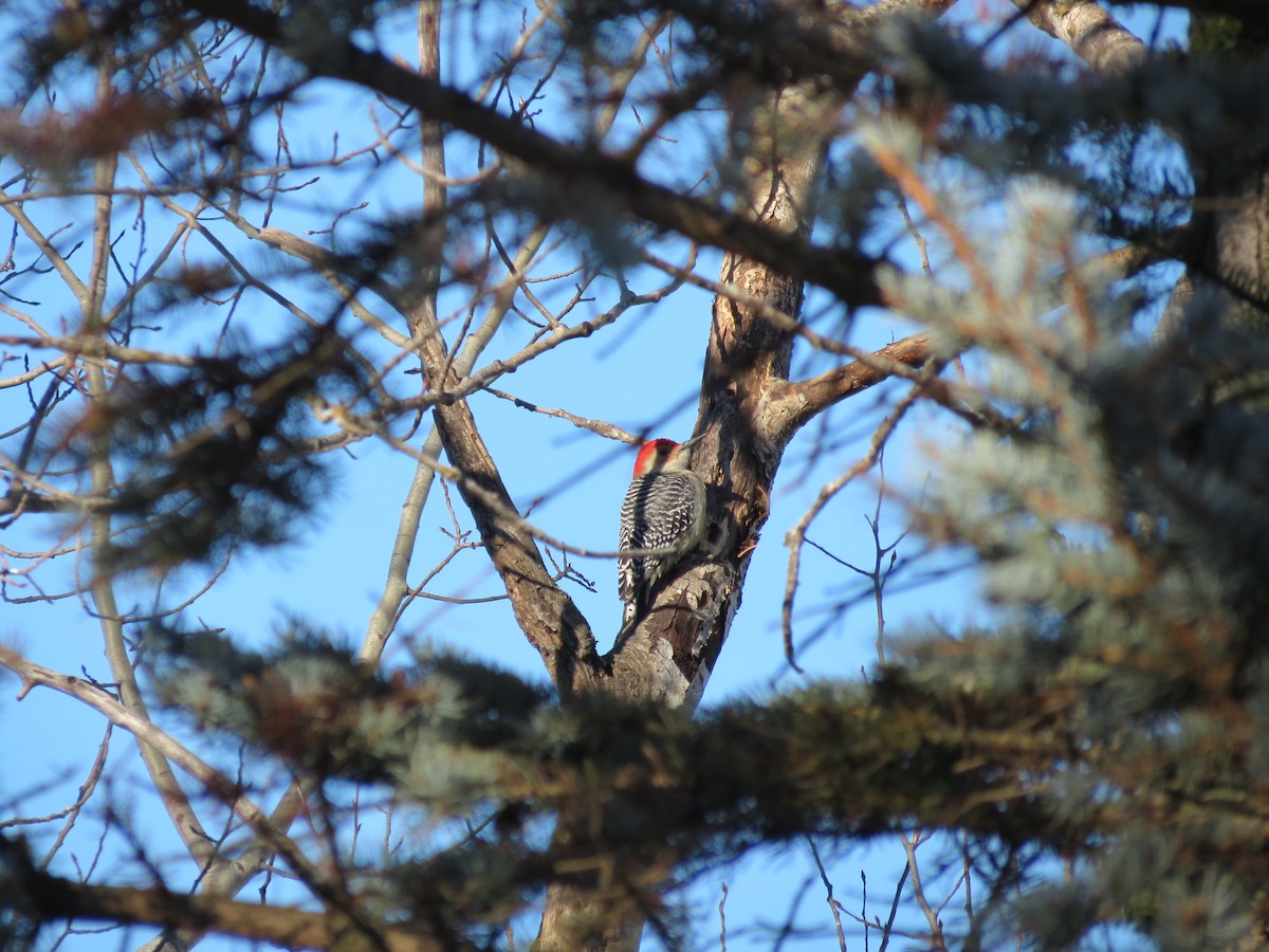 Red-bellied Woodpecker - ML614319935