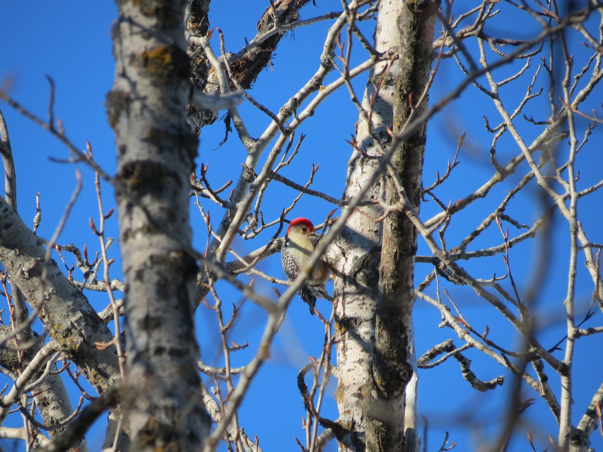 Red-bellied Woodpecker - ML614319939