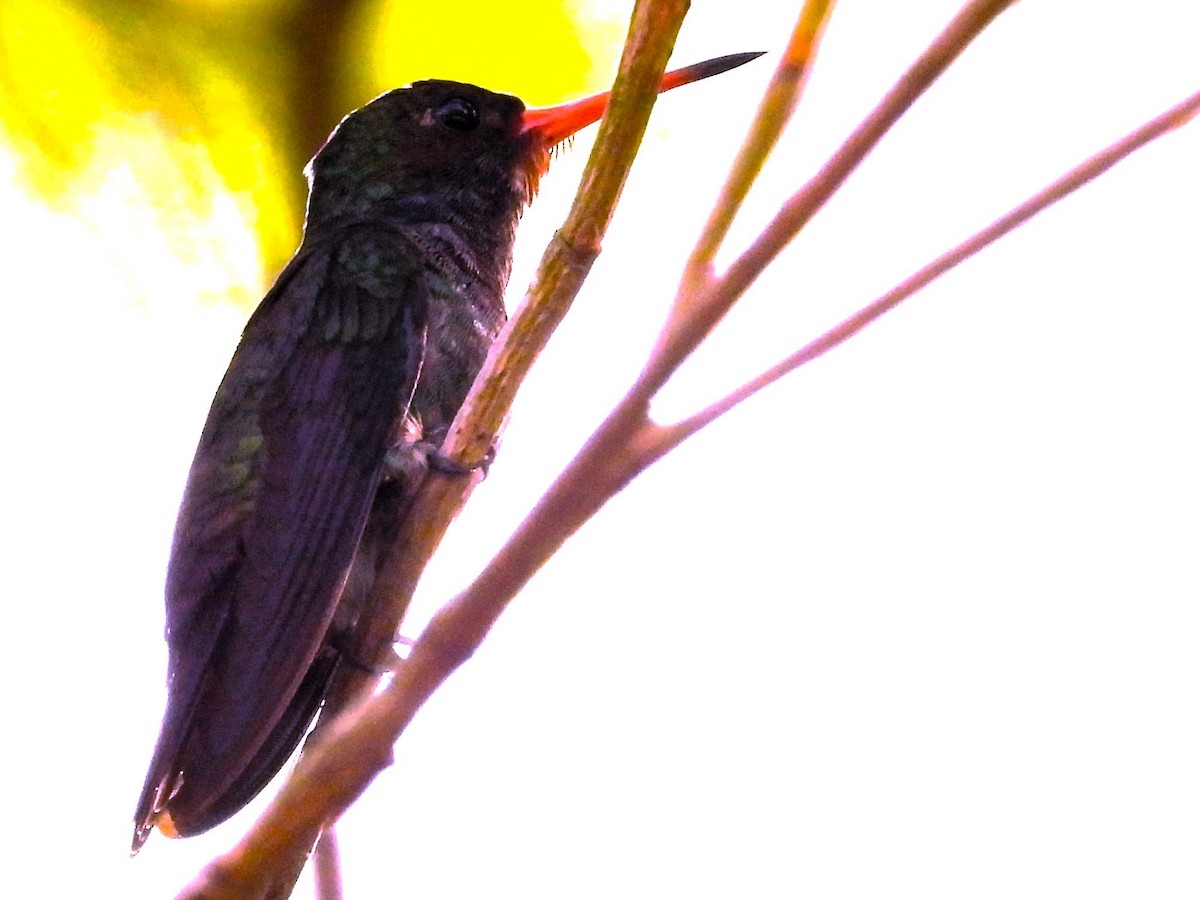 kolibřík savanový - ML614320069
