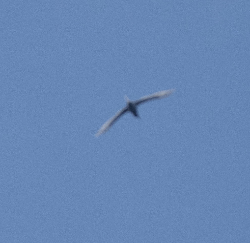 White-tailed Tropicbird - ML614320096
