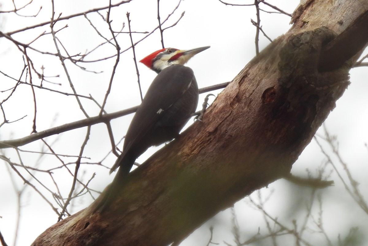 Pileated Woodpecker - ML614320125