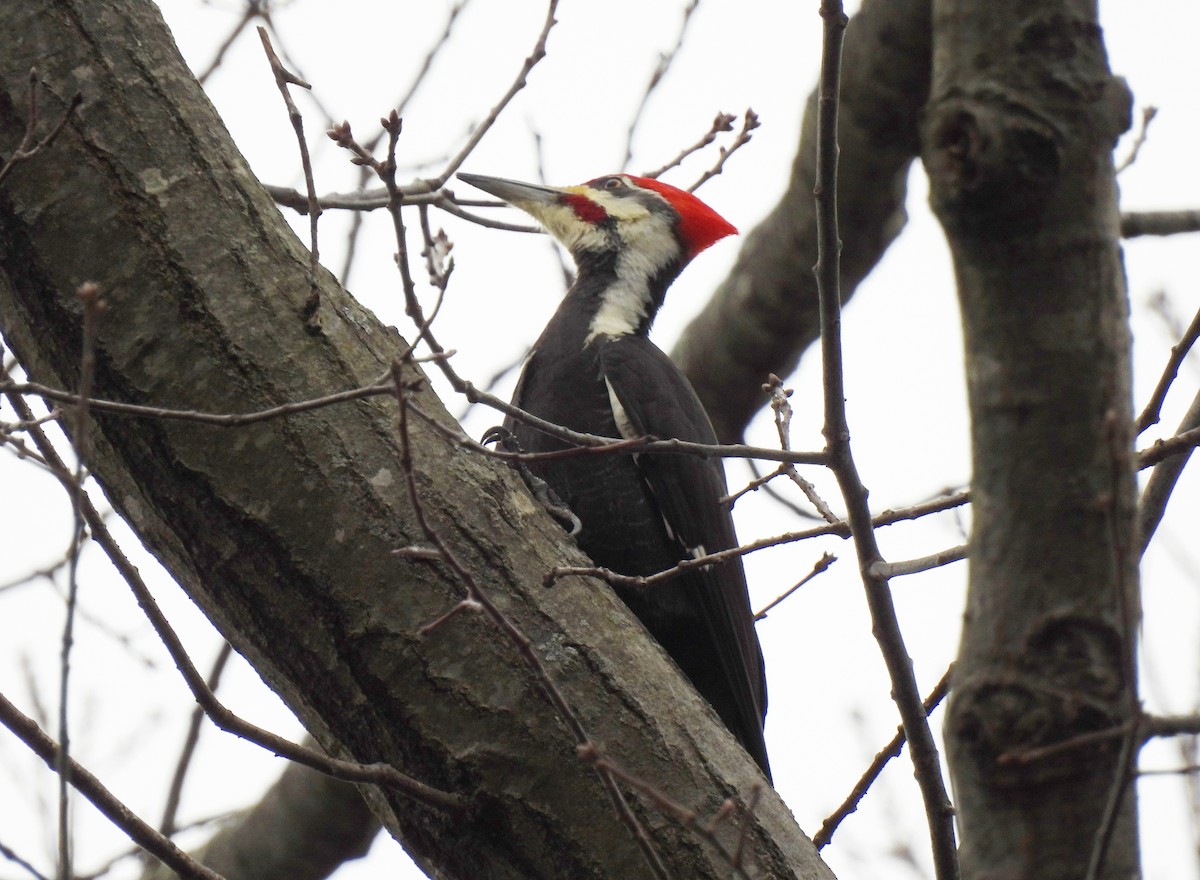 Pileated Woodpecker - ML614320134