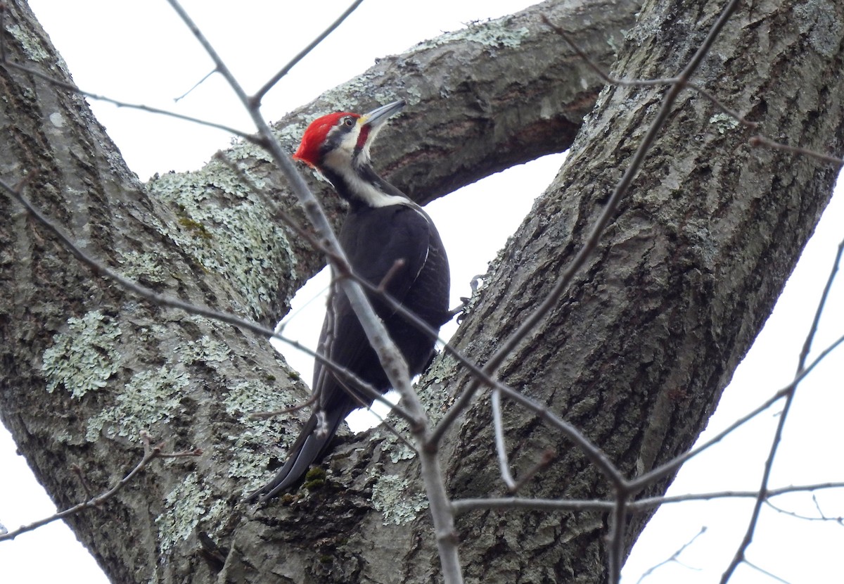 Pileated Woodpecker - ML614320143
