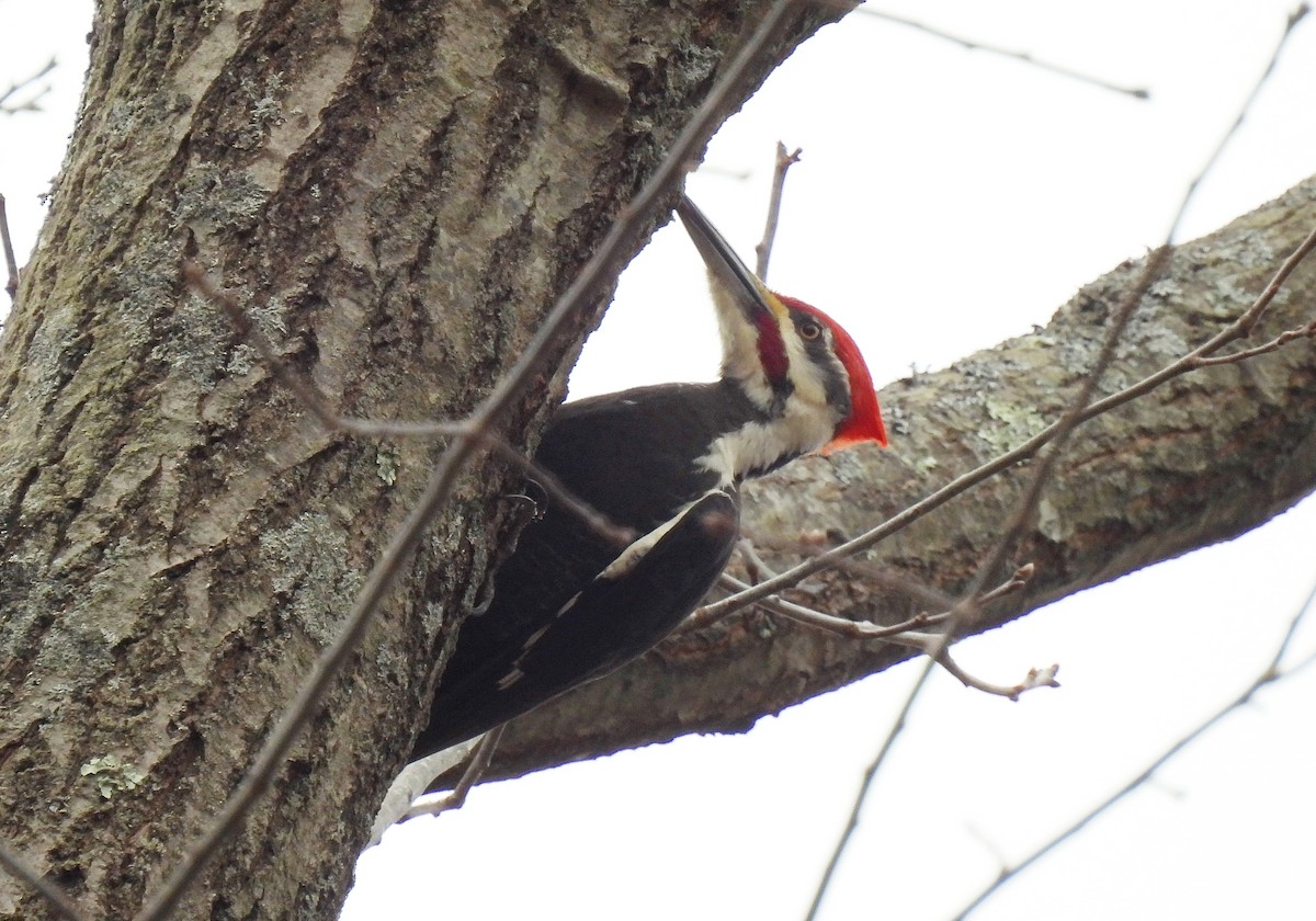 Pileated Woodpecker - ML614320147