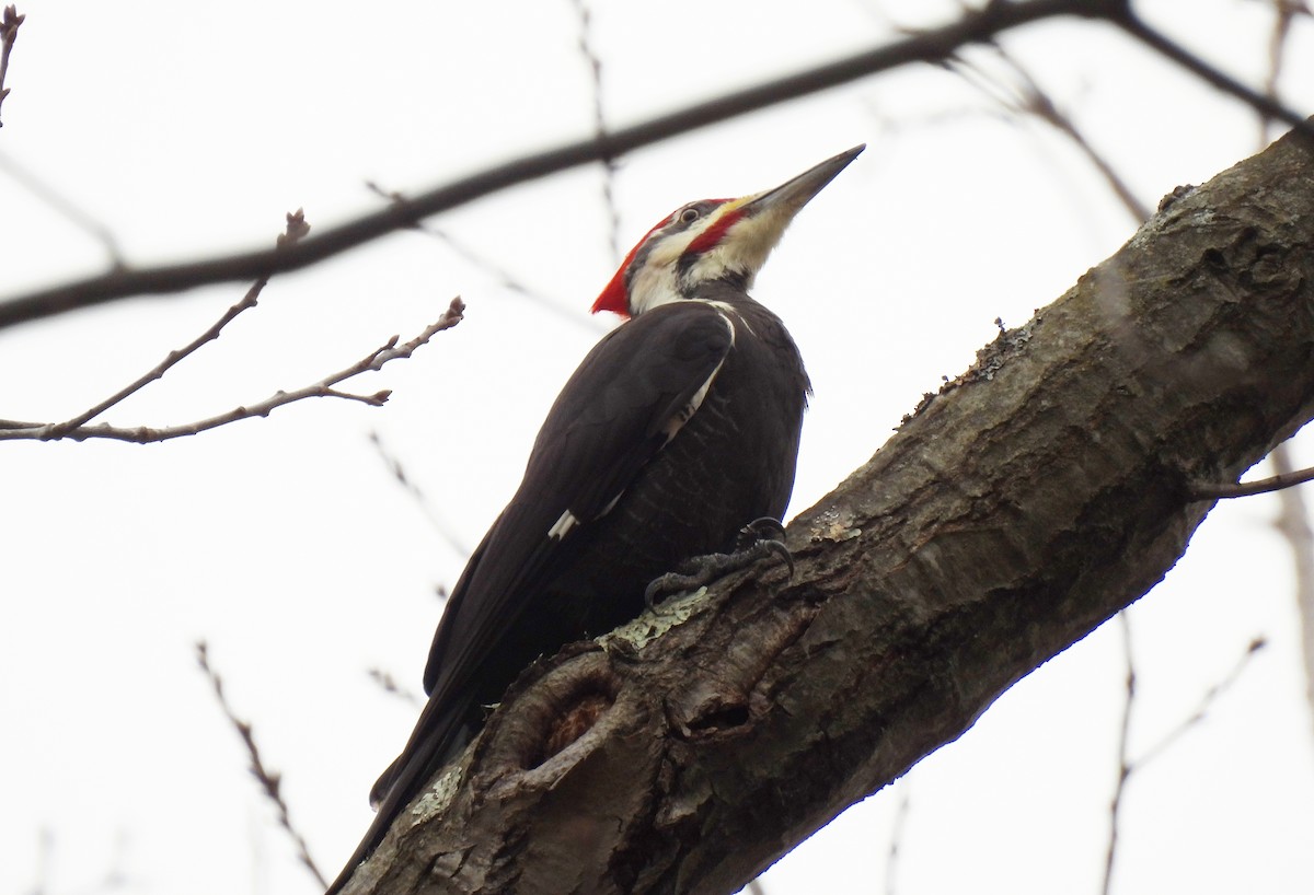 Pileated Woodpecker - ML614320155
