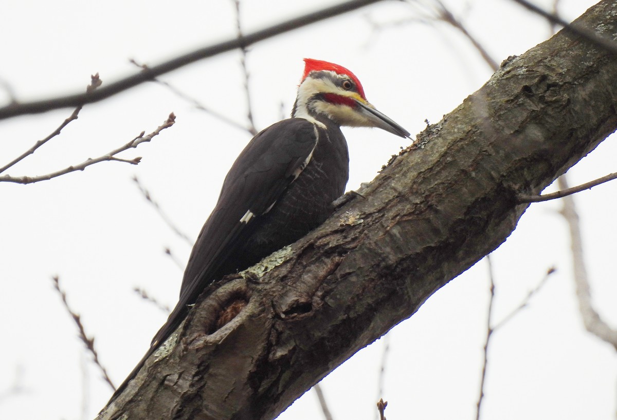 Pileated Woodpecker - ML614320163