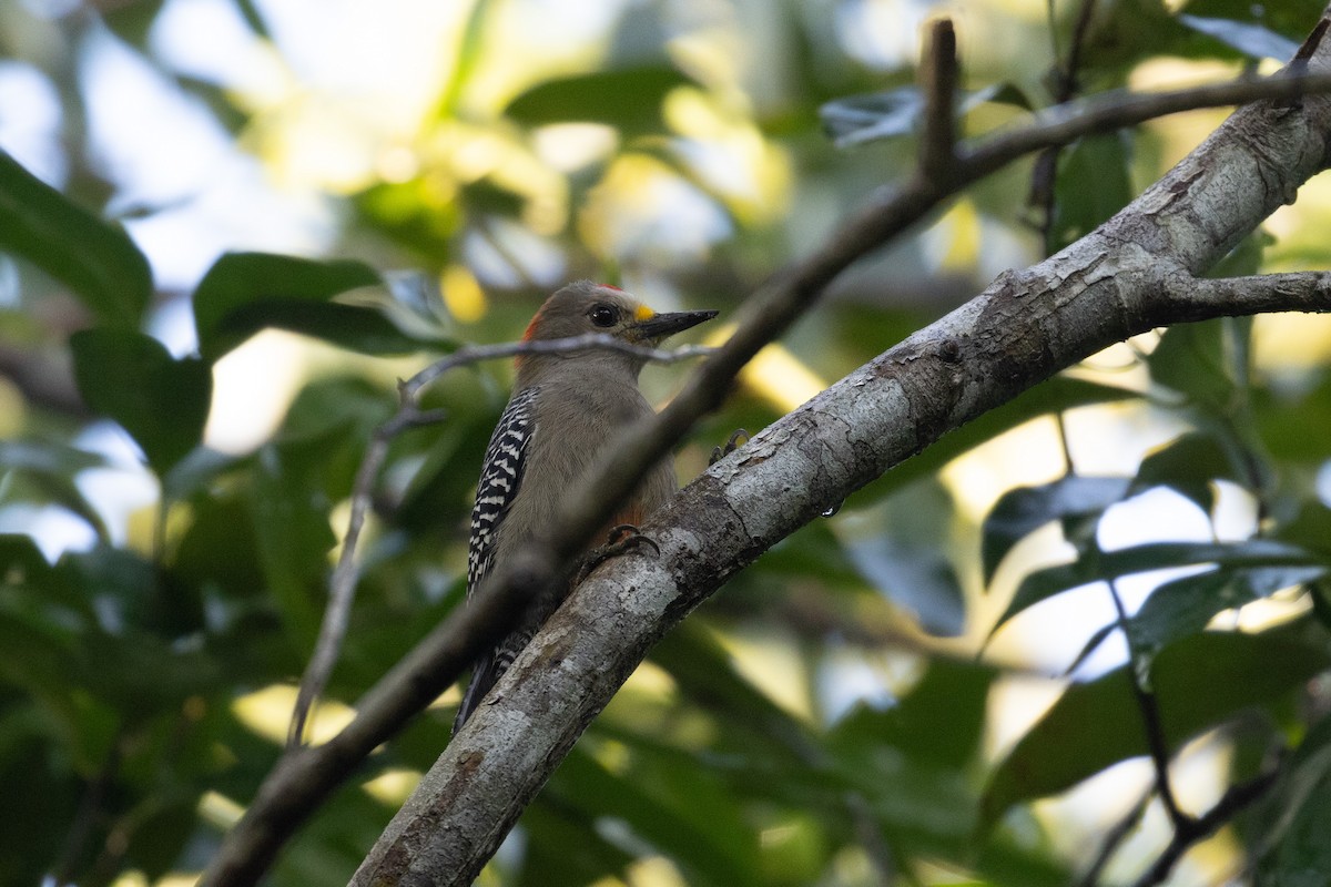 Yucatan Woodpecker - ML614320226